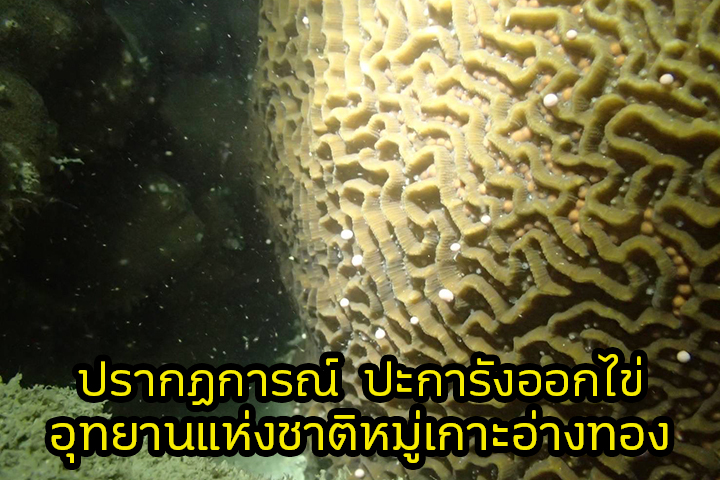 ปะการังออกไข่